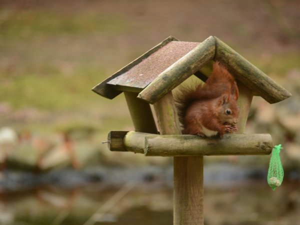 Just some impressions of the garden